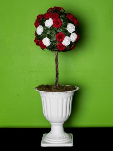 Red and white potted rose bush