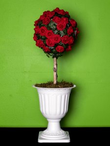 Potted red rose bush